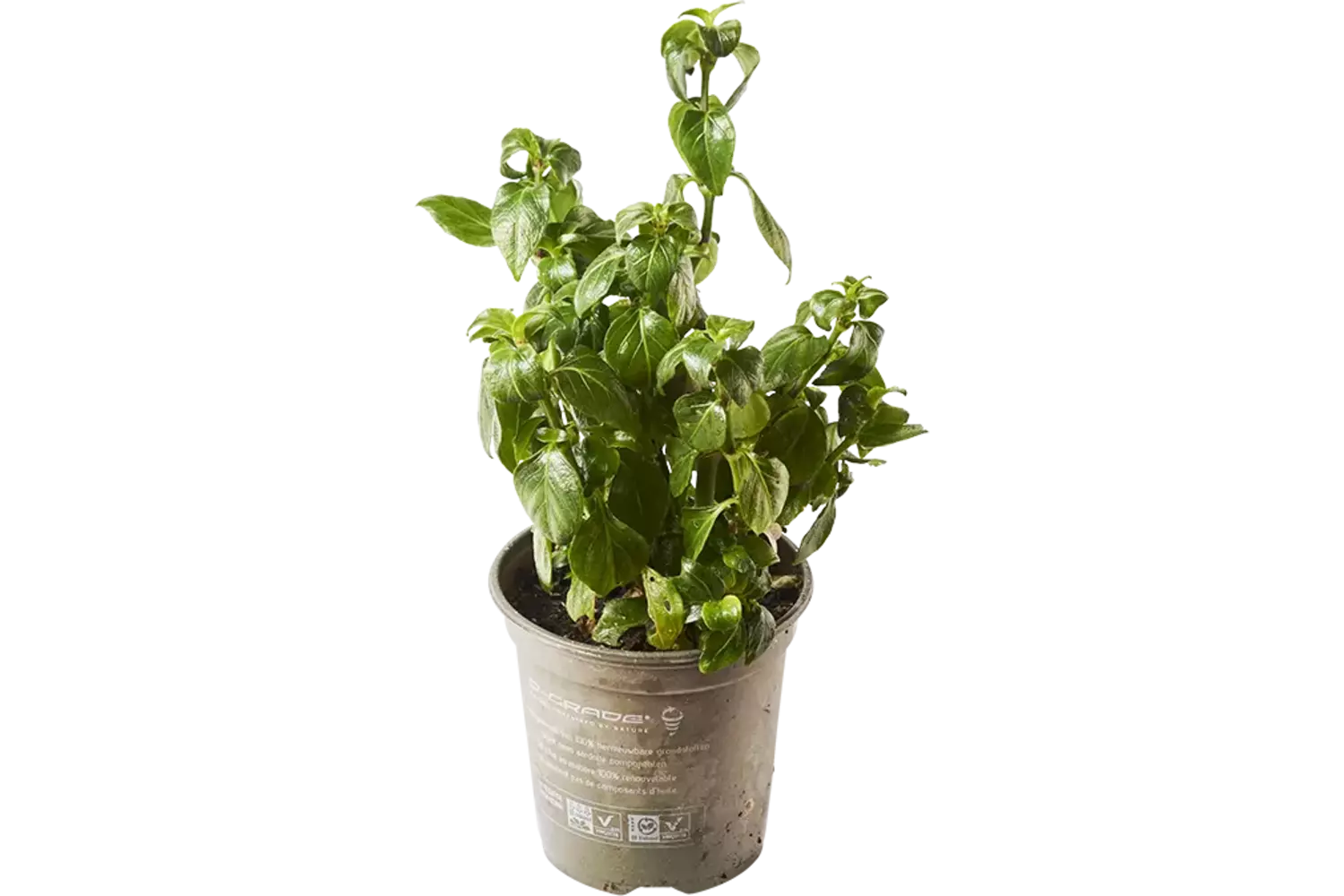 Feuille champignon blad in pot doos 2st stuk 1
